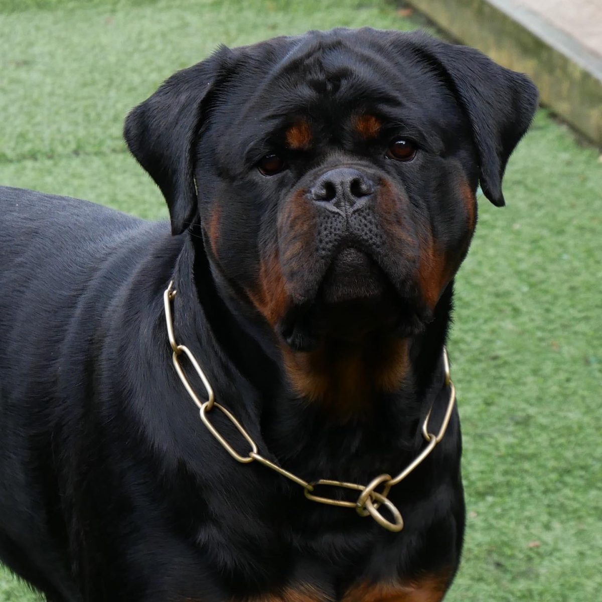 Vondara Rottweilers GALLERY – Vonnbelarottweilers.co.uk