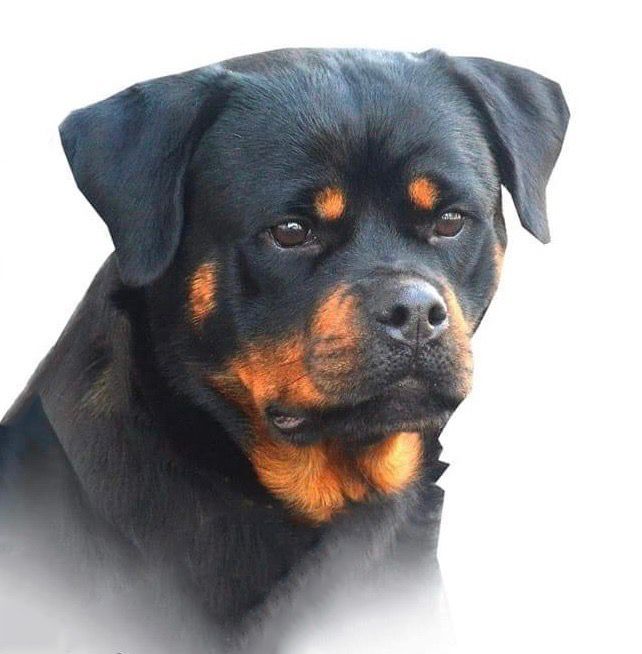 Vondara Rottweilers GALLERY – Vonnbelarottweilers.co.uk